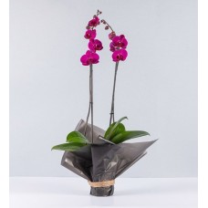 Fucsia Orchid Wrapped In Paper