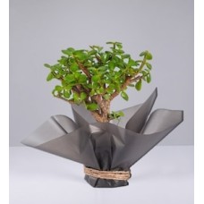 Abundance Tree on Paper