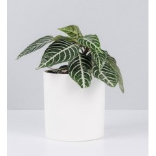 Aralea in Pot