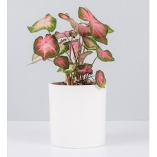 Potted Caladium
