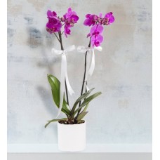 Fuchsia Orchid on a White Ceramic Base