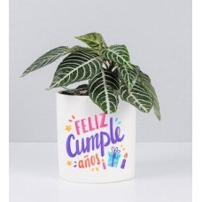 Aralea in Pot With Birthday Sticker