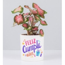 Potted Caladium With Birthday Sticker