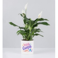 Moses Cradle in Pot With Birthday Sticker