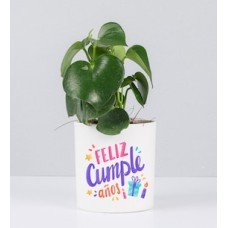 Potted Peperomia With Birthday Sticker
