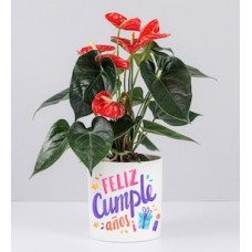 Potted Anthurium With Birthday Sticker