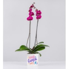 Fuchsia Orchid in Pot With Birthday Sticker