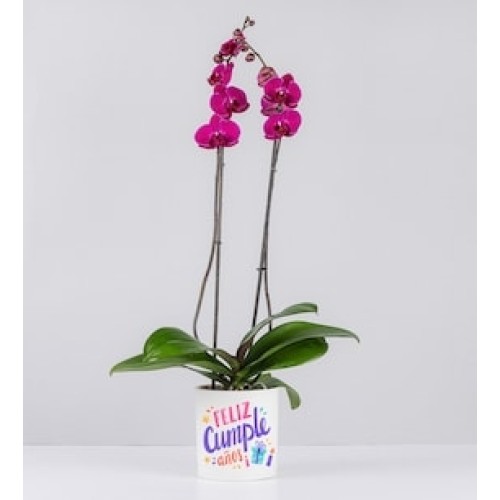 Fuchsia Orchid in Pot With Birthday Sticker
