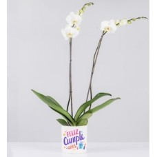 White Orchid in Pot With Birthday Sticker