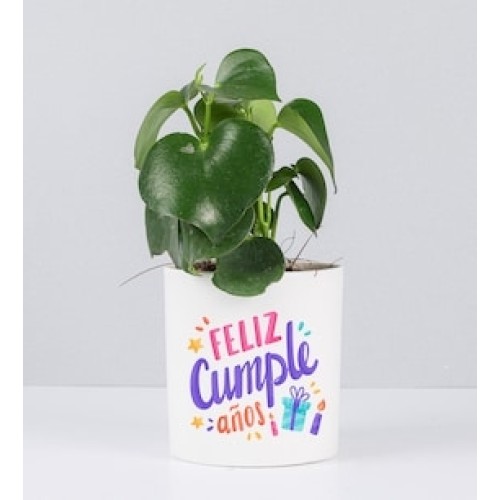 Potted Peperomia With Love Sticker