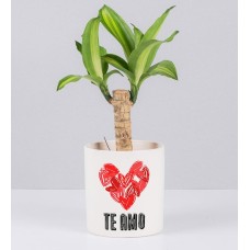 Brazilwood Potted With Love Sticker