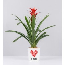 Potted Bromeliad With Love Sticker