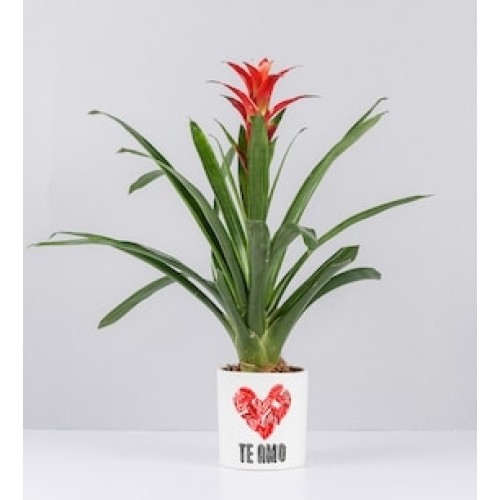 Potted Bromeliad With Love Sticker