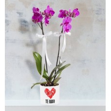 Potted Fuchsia Orchid With Love Sticker