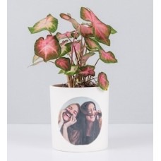 Caladium in Motet with Personalized Sticker