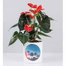 Potted Anthurium With Personalized Sticker