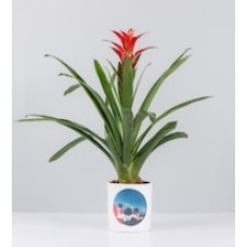 Potted Bromeliad With Personalized Sticker