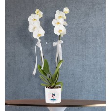White Orchid In Pot With Personalized Sticker