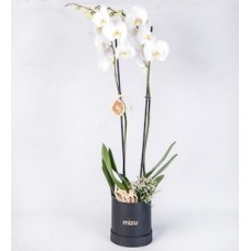 White Orchid Arrangement with Limonium