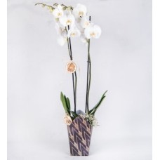 White Orchid with Limonium in Box with Design
