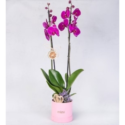 Fuchsia Orchid with Limonium in Pink Box