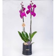 Fuchsia Orchid with Limonium in Black Color Box