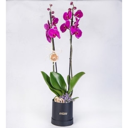 Fuchsia Orchid with Limonium in Black Color Box