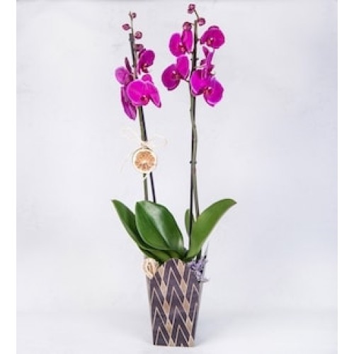 Fuchsia Orchid with Limonium in Box with Design