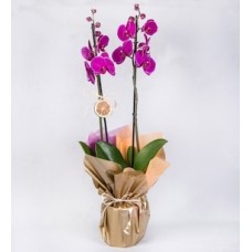 Fucsa Orchid with Limonium in a Decorated Box
