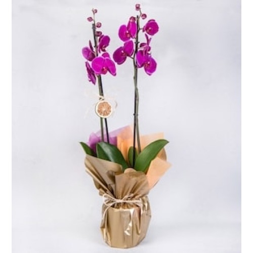 Fucsa Orchid with Limonium in a Decorated Box