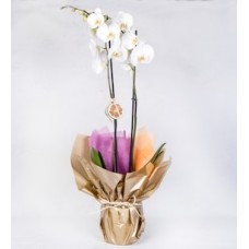 White Orchid with Limonium in Decorated Box