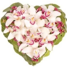 Romance of Magic Orchids