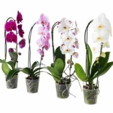 Pink Blooming Orchid 2 Stemmed (Pink)