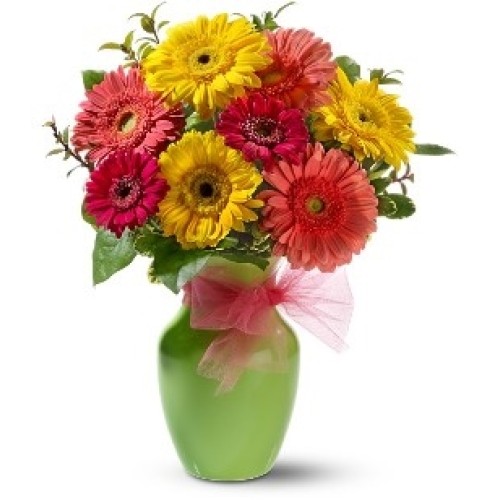 Daisy Dazzle In Vase (No Vase)
