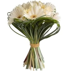 Sweetness And Serenity (15 Gerberas)