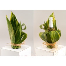 Delux Designed Champaign
