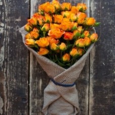 Blushing Orange Beauty