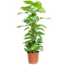 Scindapsus Plant