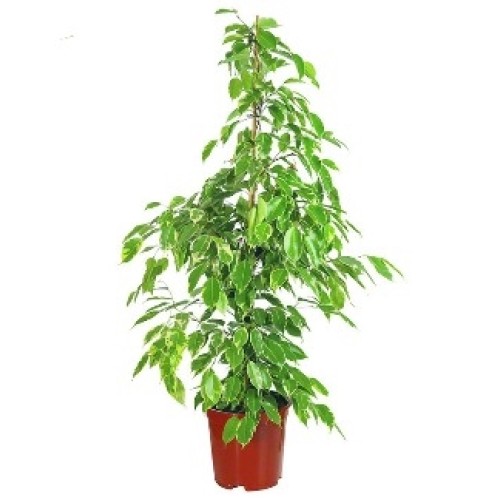 Benjamin Tree