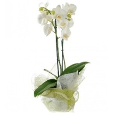 White Phalaenopsis Orchid 2 Stems