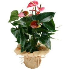 Growing Anthurium