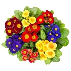 Spring Basket Of Plants