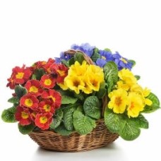 Basket Of Colours