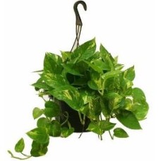 Pothos Houseplant