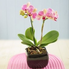 Phaleonopsis Orchid