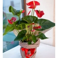 Anthurium