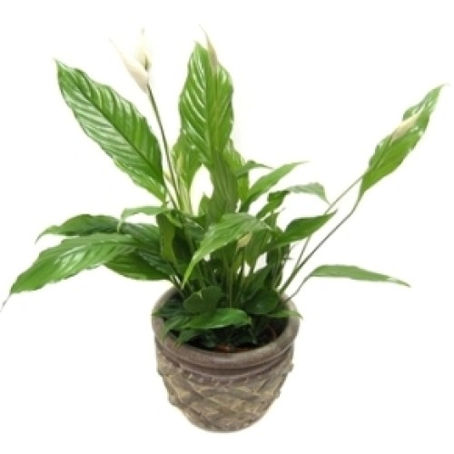 Blooming Spathiphyllum