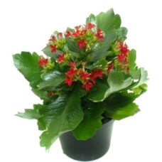 Red Kalanchoe Plant
