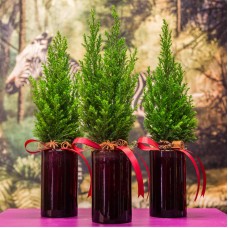 Cypress plantation