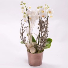 Orchid planting